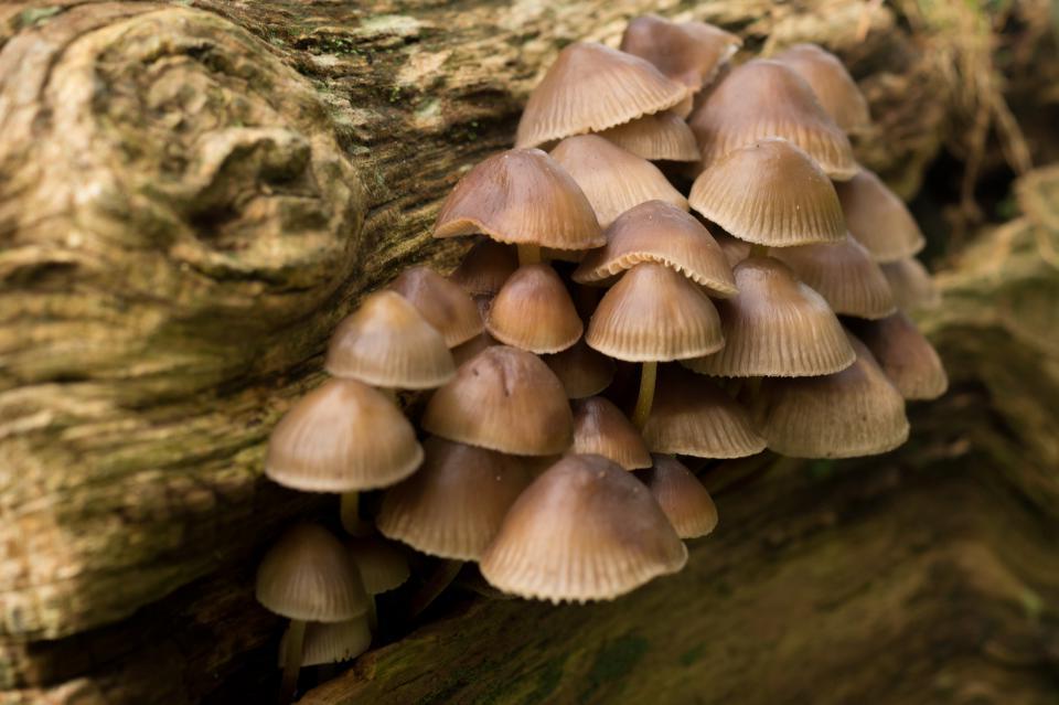 Польза лечебных грибов